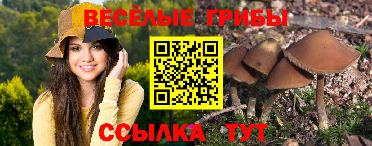 Галлюциногенные грибы Psilocybe  Псилоцибиновые грибы прущие грибы  Вход с VPN  Череповец 
